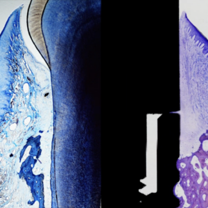 Banano CHICO Dr., Perù